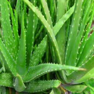 Aloes Water Soluble Liquid