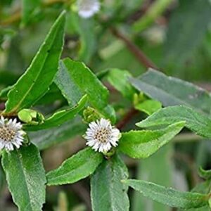 Bhringraj Oil Soluble Liquid