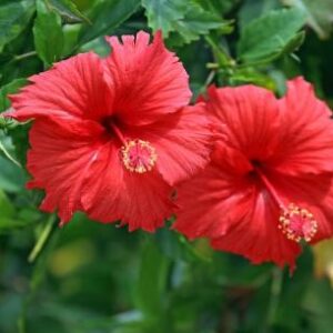 Hibiscus Oil Soluble Liquid