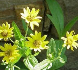 Arnica Oil Soluble Liquid